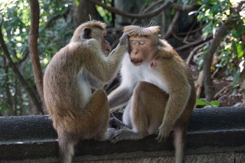 Toque Macaques