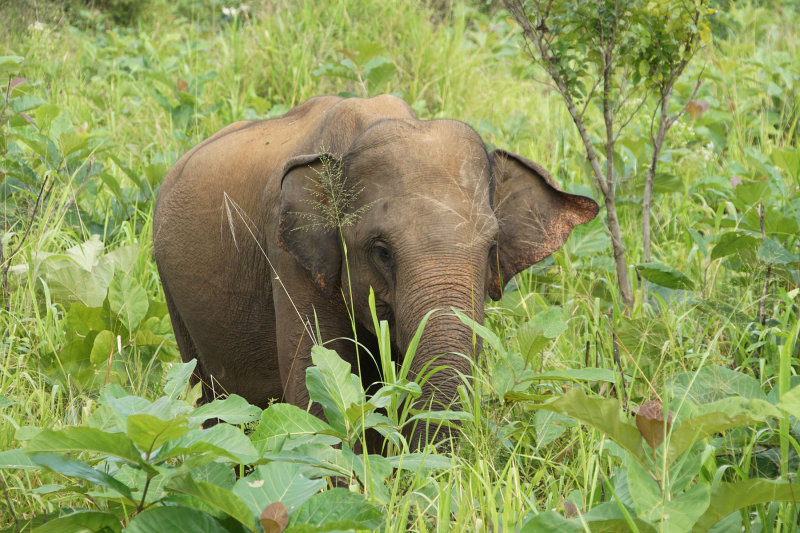 Elephantg