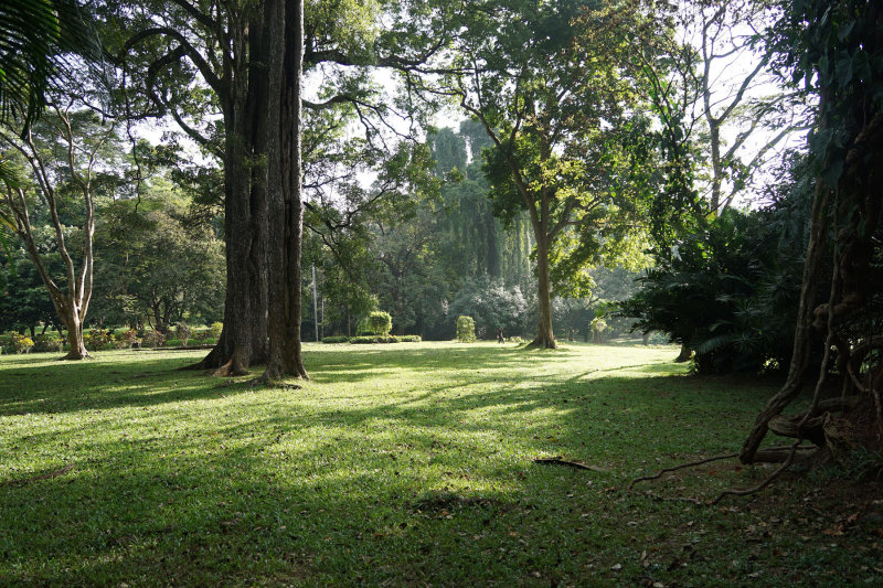 Trees