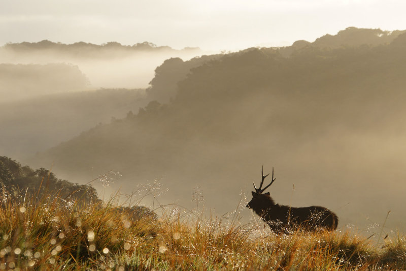 Sambar Deer