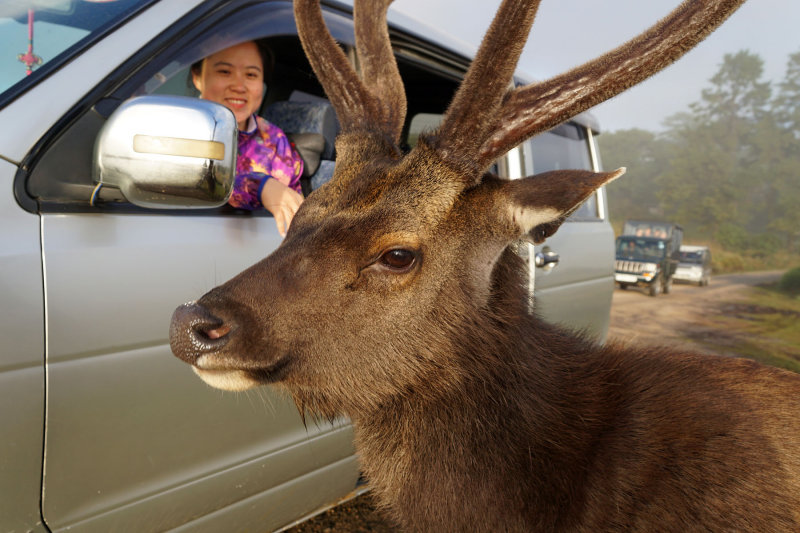 Sambar Deer