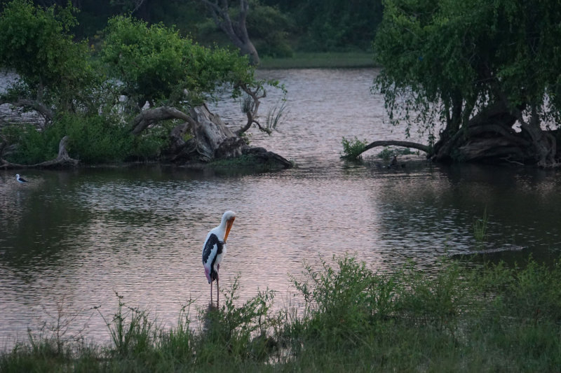 At dawn