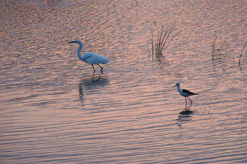 At dawn