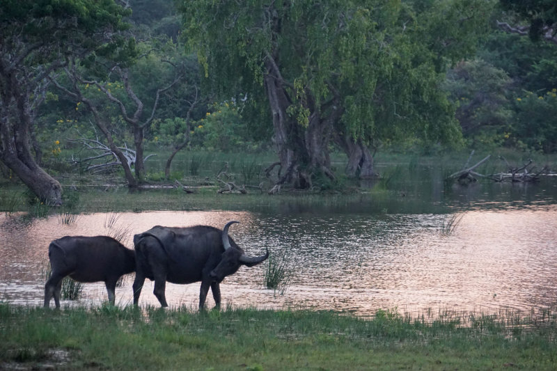 Water Buffalos