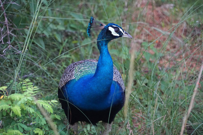 Peacock