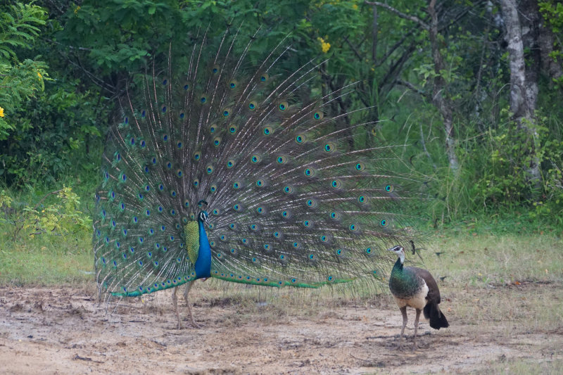 Peacock dating
