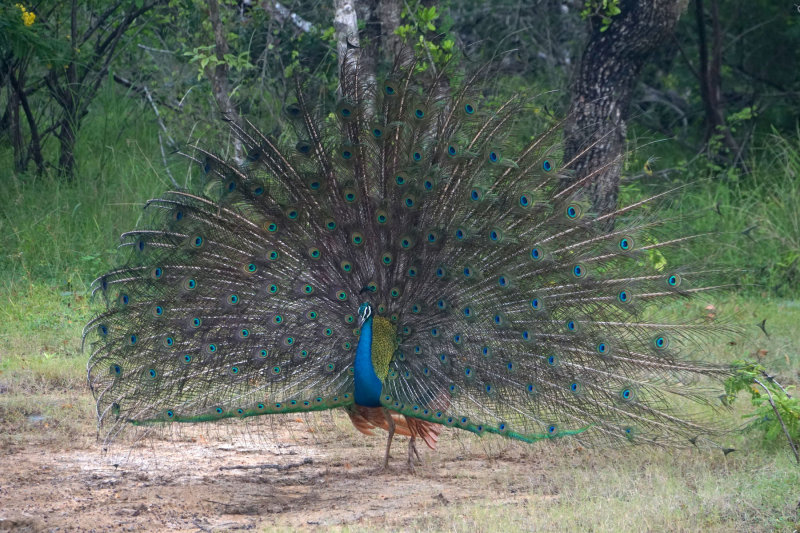 Peacock dating