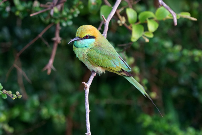 Green Bee-eater