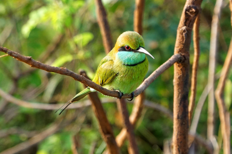 Green Bee-eater