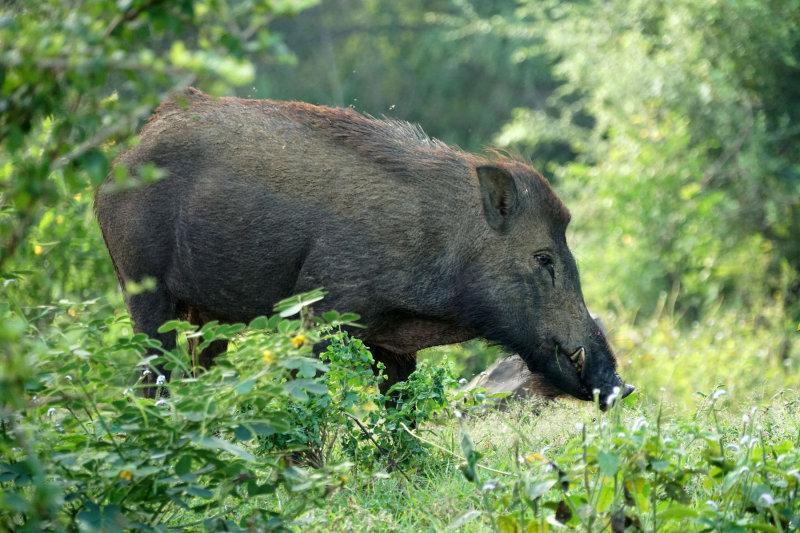 Wild Boar