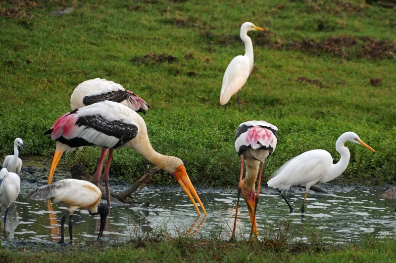 Painted Stork, Great Egret, Black-headed Ibis