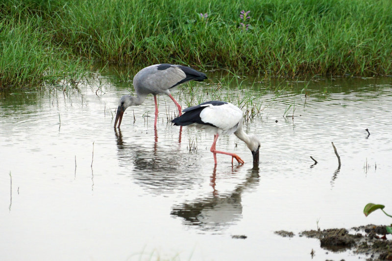 Asian Openbill