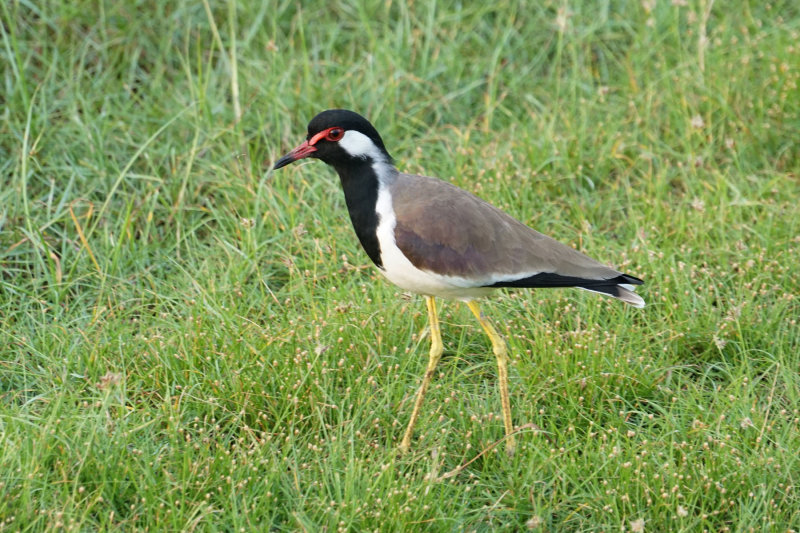 Red-wattled Lapwing