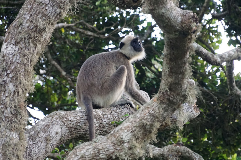 Hanuman Langur