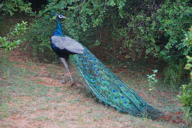 Peacock