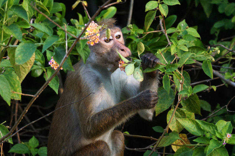 Toque Macaque