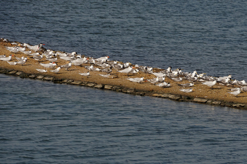 Tern