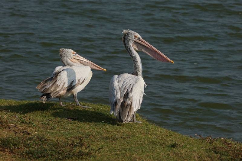 Spot-billed Pelican