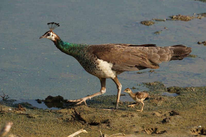 Peacock