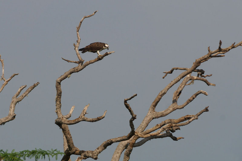 Osprey