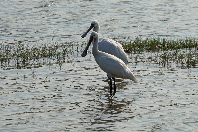 Eurasian Spoonbill