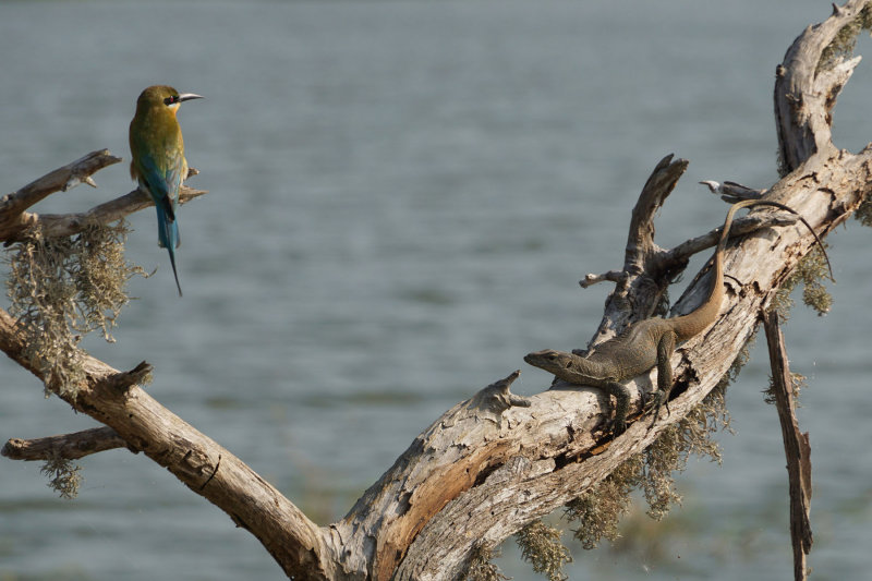 Blue-tailed Bee-eater & Water Monitor