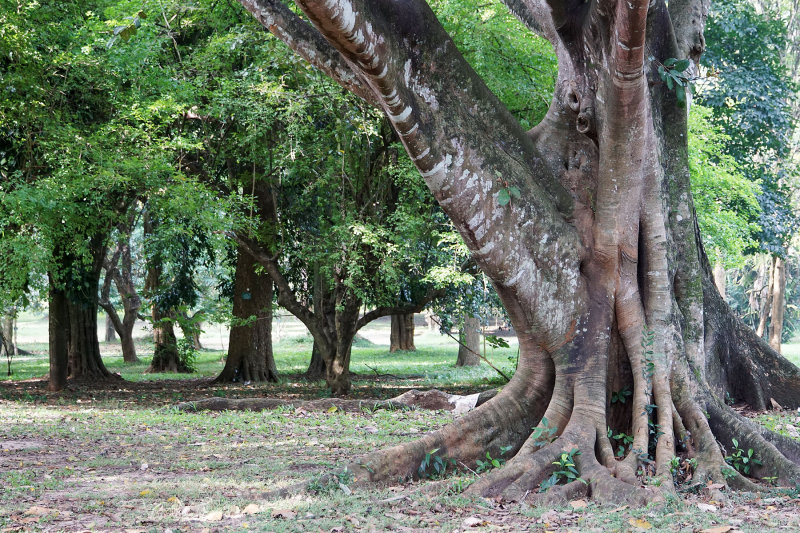 Trees