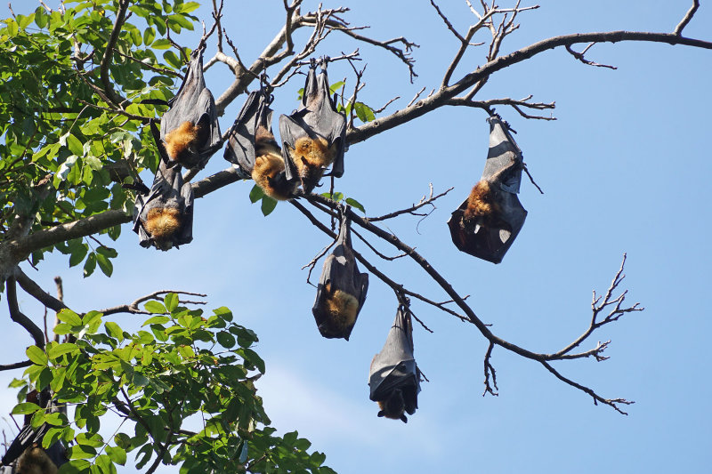 Bats