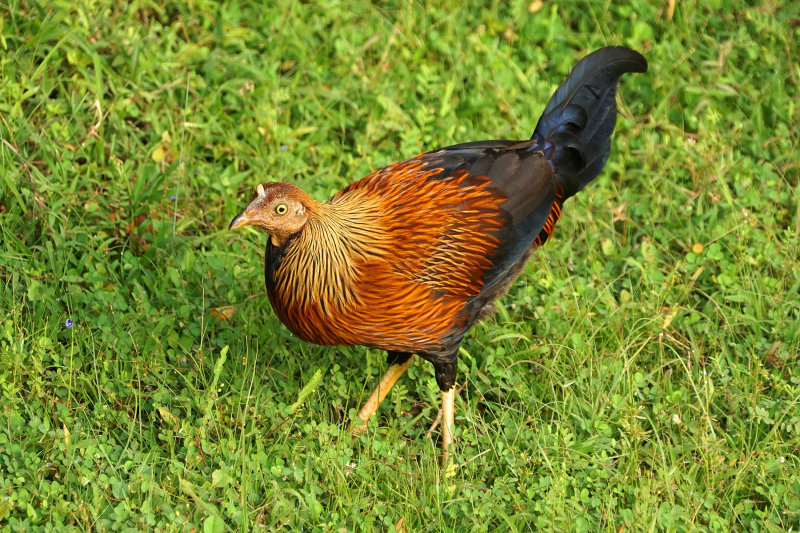 Celon Junglefowl