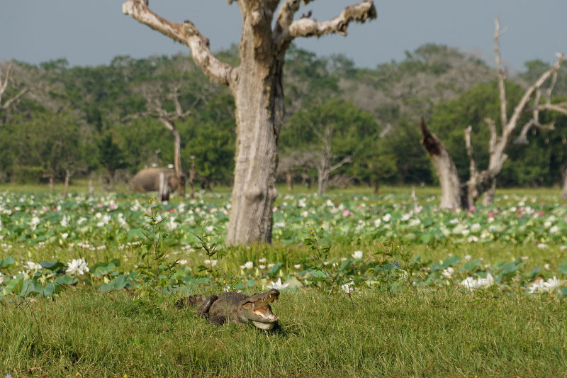 Crockdile