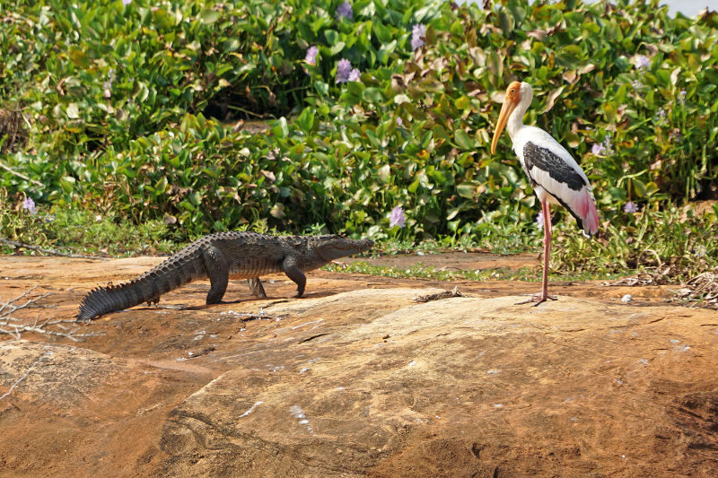Crockdile and Stork