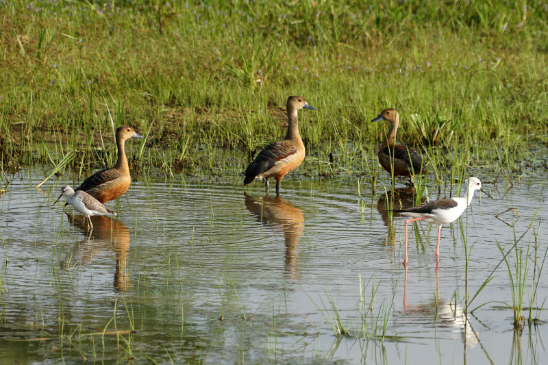 Whistling-duck