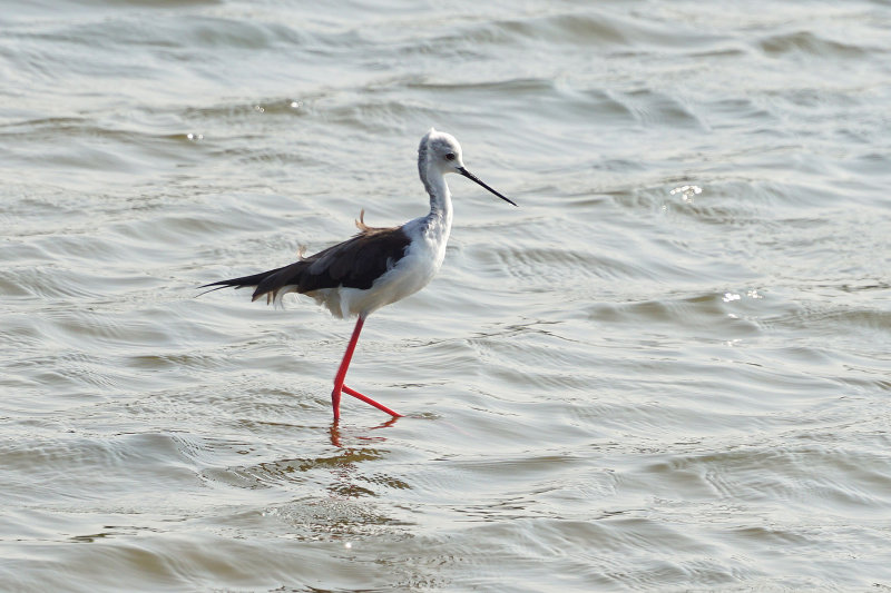 Black-winged Stilt