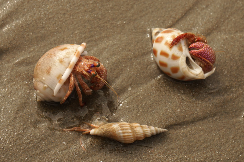 Deserted seafood
