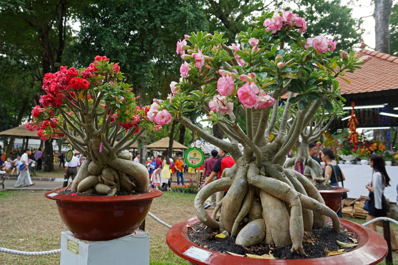 Flower Festival in Tao Dan Park