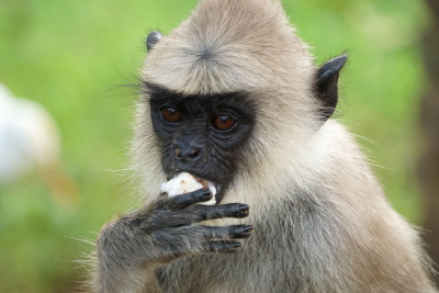 Hanuman Langur (black face)