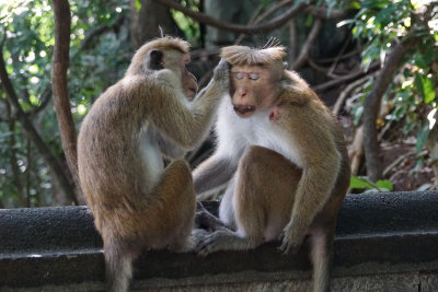 Toque Macaques