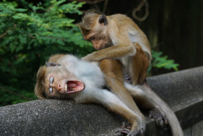 Toque Macaques