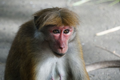 Toque Macaque monkey