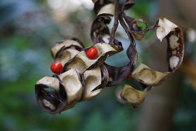Red Lucky Seeds still in its pods