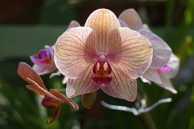 Orchid