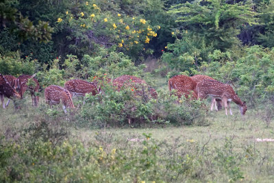 Spotted Dear