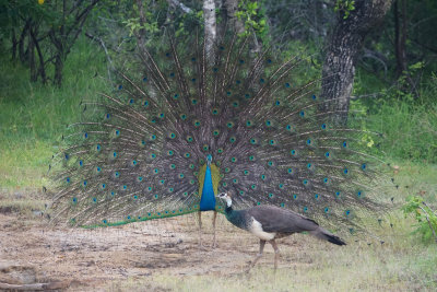 Peacock dating