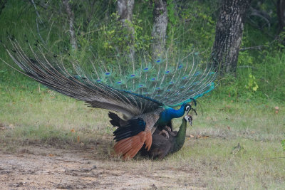Peacock dating