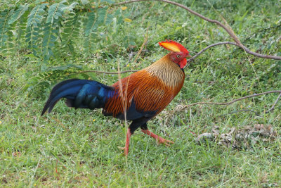Celon Junglefowl