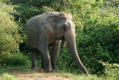 Elephant