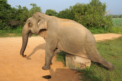 Elephant