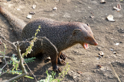 Mongoose