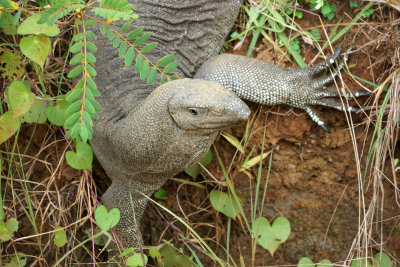 Water Monitor