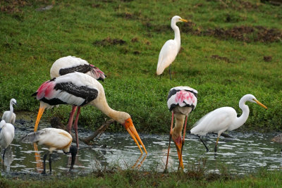 Painted Stork, Great Egret, Black-headed Ibis